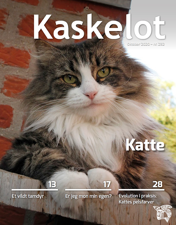 Elektriker Forbindelse himmelsk Katte - Kaskelot #232 - Biologiforbundet