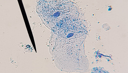 Mikroskopi 2 - Biologiforbundet