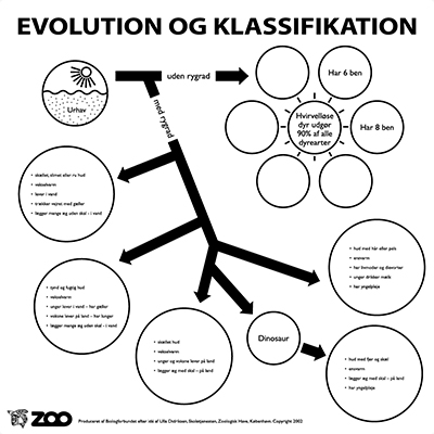 Evolutionsdug <br>Evolution og klassifikation