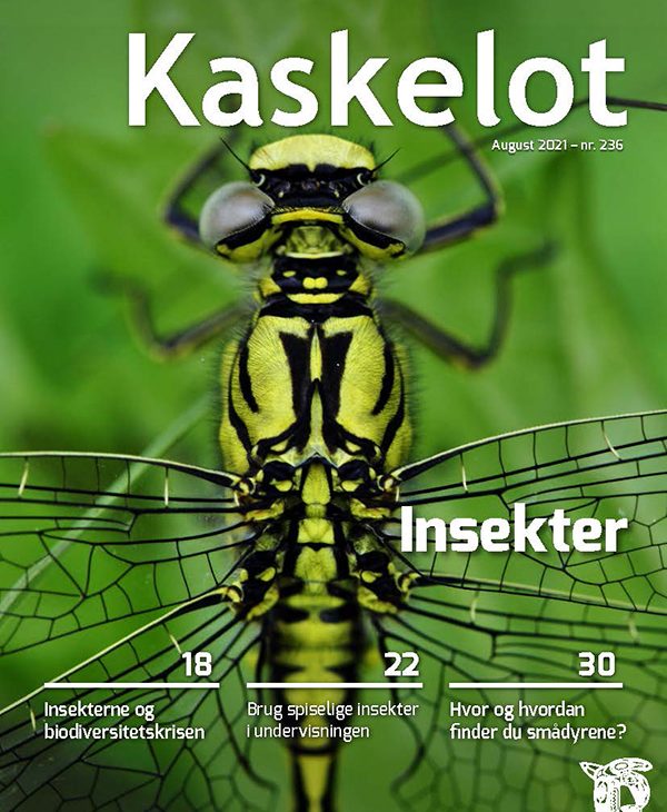 Kaskelot 236