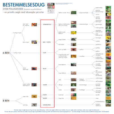 Bestemmelsesdug <br>Pollinatorer
